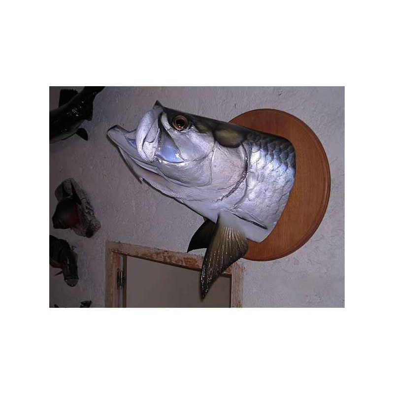 Animaux-Bois-Animaux-Bronzes propose Trophée poisson d'eau douce tropicale  Tarpon tête -TRDF19