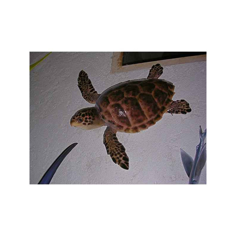 Animaux-Bois-Animaux-Bronzes propose Trophée mammifère marin  Tortue carette -TR032