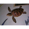Animaux-Bois-Animaux-Bronzes propose Trophée mammifère marin  Tortue carette -TR032