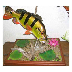 Animaux-Bois-Animaux-Bronzes propose Trophée poisson d'eau douce tropicale  Peacock bass -TRDF22