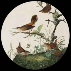 Presse papier audubon 3dMouseion -PAUD1