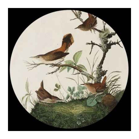Presse papier audubon 3dMouseion -PAUD1