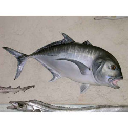 Animaux-Bois-Animaux-Bronzes propose Trophée poisson des mers tropicales  Carangue ignobilis -TRDF52