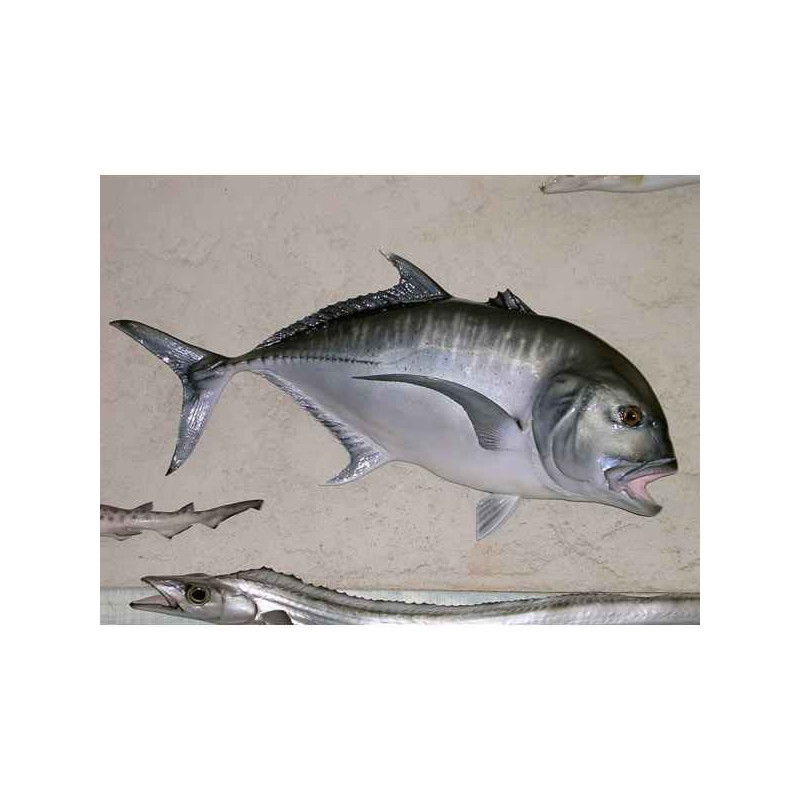 Animaux-Bois-Animaux-Bronzes propose Trophée poisson des mers tropicales  Carangue ignobilis -TRDF52