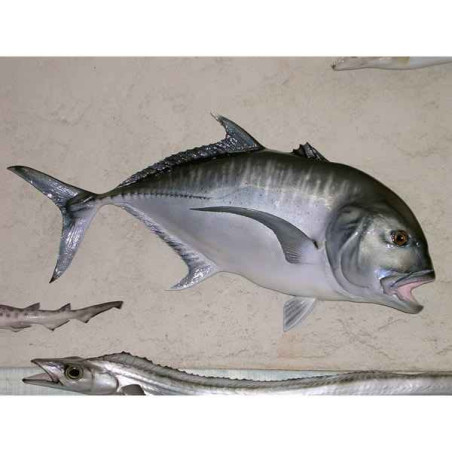 Animaux-Bois-Animaux-Bronzes propose Trophée poisson des mers tropicales  Carangue ignobilis -TRDF52