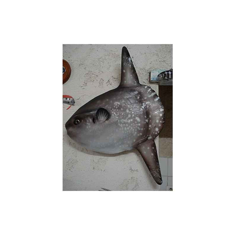 Animaux-Bois-Animaux-Bronzes propose Trophée mammifère marin  Poisson lune -TRDF28