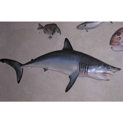 Animaux-Bois-Animaux-Bronzes propose Trophée poisson des mers tropicales  Requin mako -TRDF66