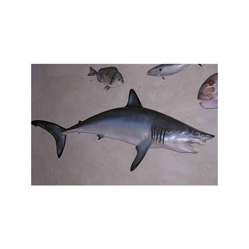 Animaux-Bois-Animaux-Bronzes propose Trophée poisson des mers tropicales  Requin mako -TRDF66
