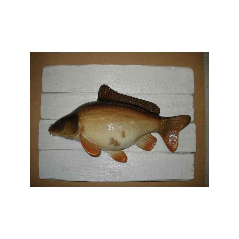 Cadre poisson d'eau douce Cap Vert Carpe miroir  -CADR14