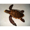 Animaux marins Grande sculpture relief Tortue marine -GSR006