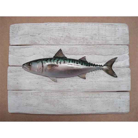 Cadre poisson de mer Cap Vert Maquereau  -CADR07