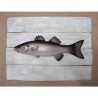 Cadre poisson de mer Cap Vert Loup  -CADR06