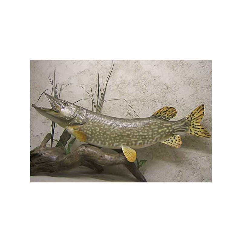 Animaux-Bois-Animaux-Bronzes propose Trophée poisson d'eau douce  Brochet -TR05