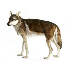 Animaux de la forêt Loup 4 pattes 105cml peluche animalière -6726