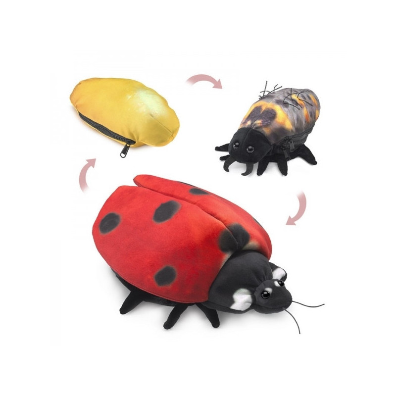 Animaux de la ferme Coccinelle cycle de vie marionnette 