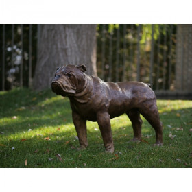 Statue bronze chien bulldog anglais -B28773