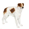 Chien Borzoi LP11472