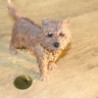 Animaux-Bois-Animaux-Bronzes propose Chien Cairn figurine animaux LP11209