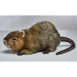 Animaux de la forêt Ragondin 55cml peluche animalière -7166