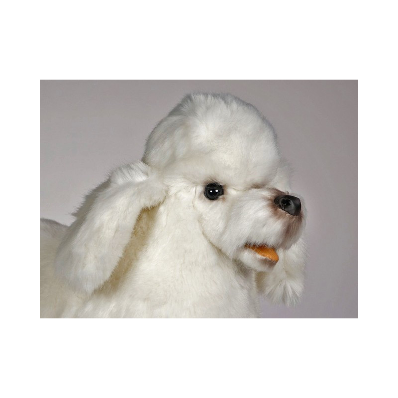 Animaux-Bois-Animaux-Bronzes propose Chien caniche debout poodle blanc 60 cm  réaliste Piutre 0257