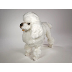 Animaux-Bois-Animaux-Bronzes propose Chien caniche debout poodle blanc 60 cm  réaliste Piutre 0257