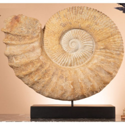 Animaux marins Grande ammonite du Crétacée sur socle métal noir -FO400