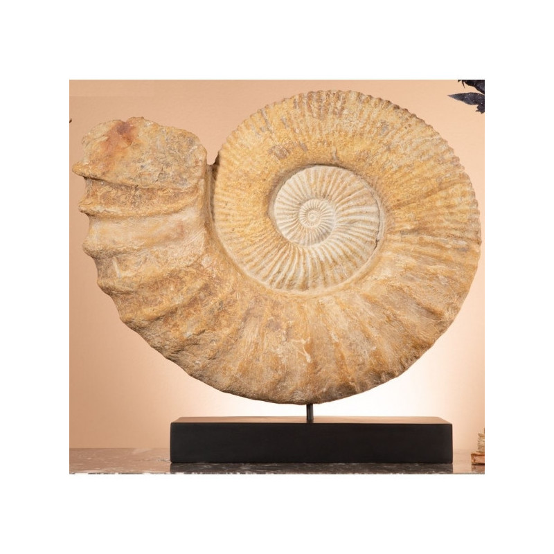 Animaux marins Grande ammonite du Crétacée sur socle métal noir -FO400