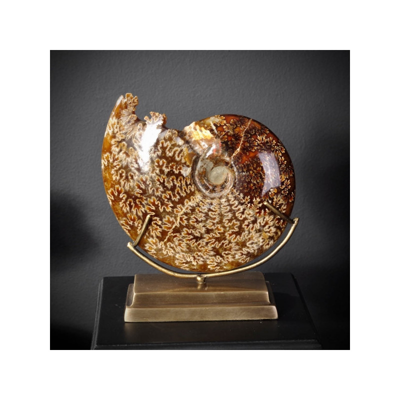 Ammonite avec bouche découpée pm Objet de Curiosité -PUFO265-5