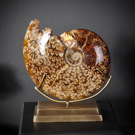 Ammonite avec bouche découpée pm Objet de Curiosité -PUFO265-5