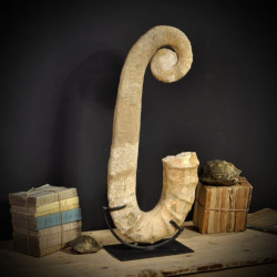 Animaux marins Ammonite déroulée 80cm Curiosité PUFO196-2