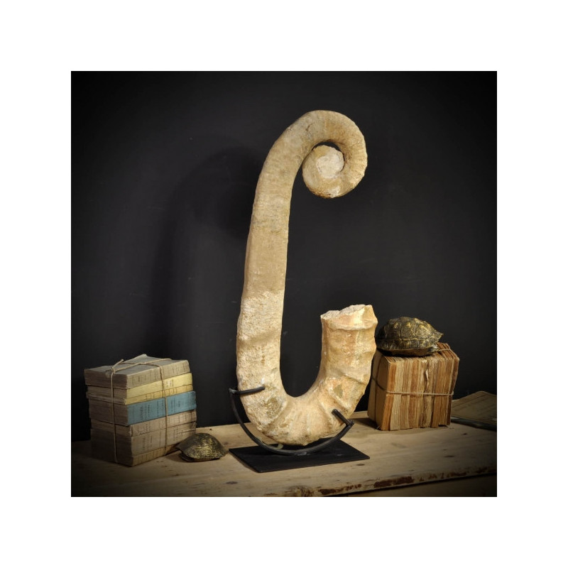 Animaux marins Ammonite déroulée 80cm Curiosité PUFO196-2