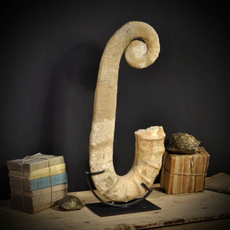 Animaux marins Ammonite déroulée 80cm Curiosité PUFO196-2