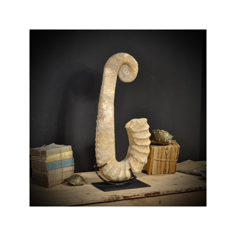 Animaux marins Ammonite déroulée 80cm Curiosité PUFO196-3
