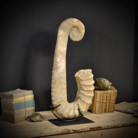 Ammonite déroulée 80cm Objet de Curiosité -PUFO196-3