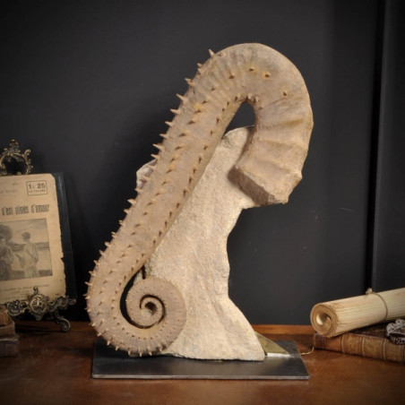 Ammonite tgm déroulée à pics Objet de Curiosité -PUFO189