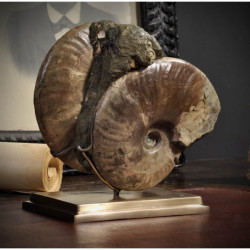 Animaux marins Ammonites nacrées double Curiosité PUFO245