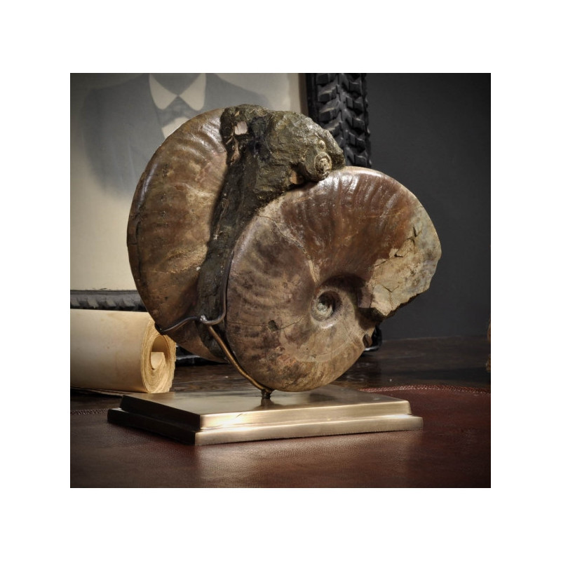 Ammonites nacrées double Objet de Curiosité -PUFO245