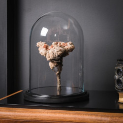 Animaux marins Aragonite gm sur branche de bronze Curiosité PUMI220