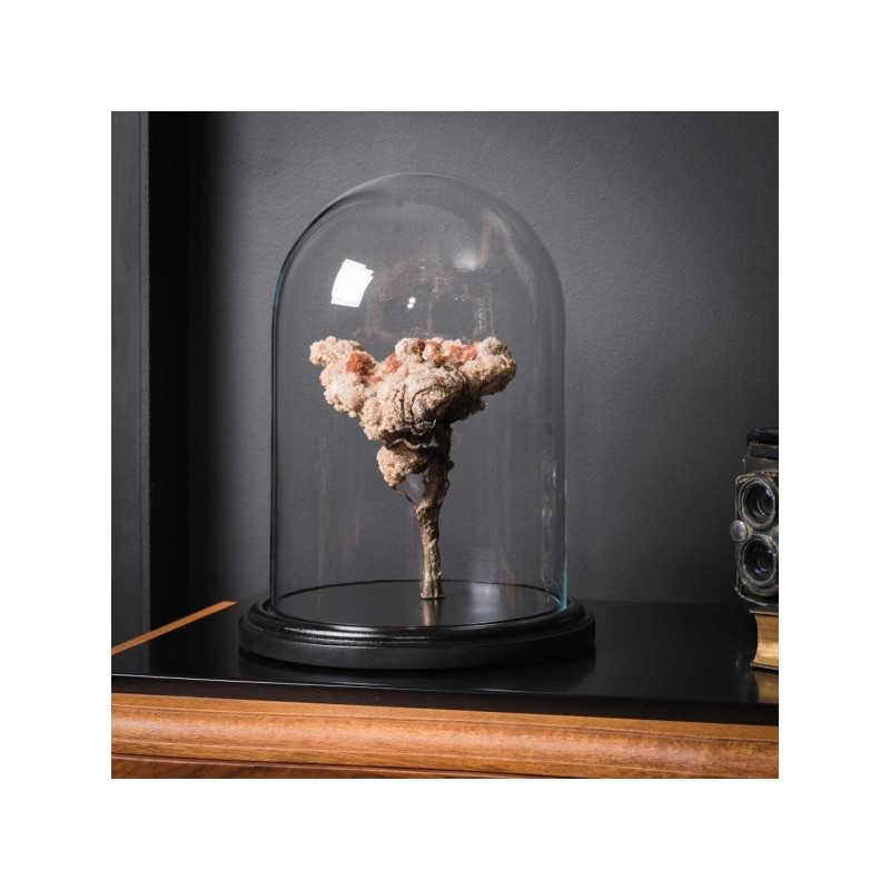 Aragonite gm sur branche de bronze Objet de Curiosité -PUMI220