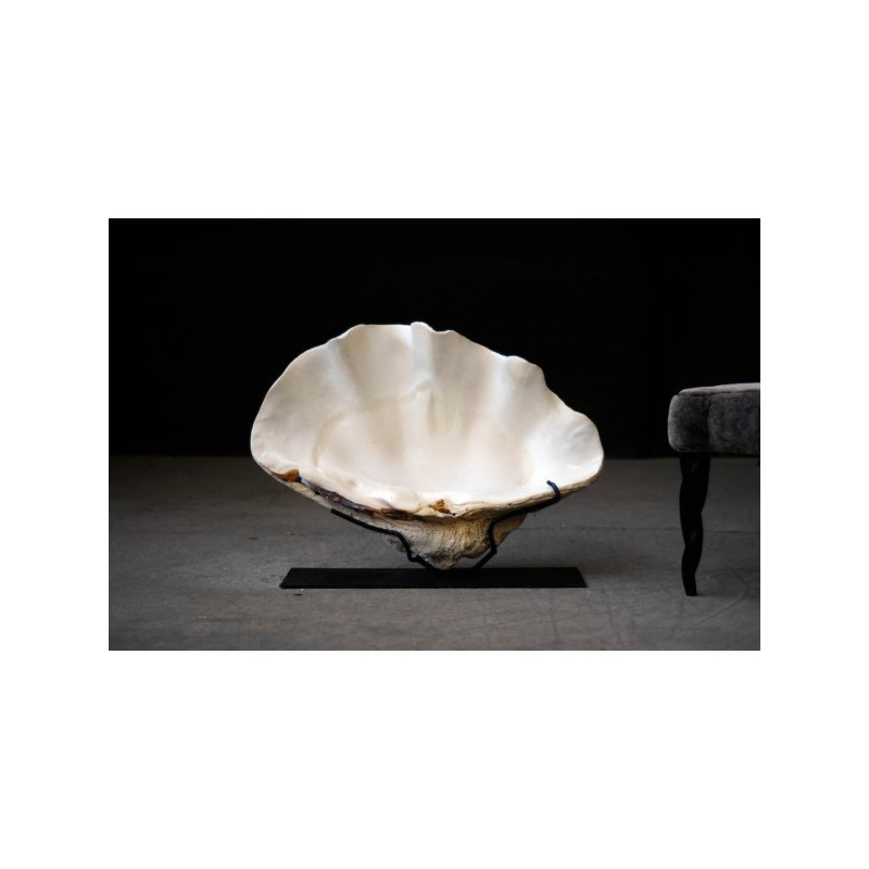 Animaux marins Bénitier tridacna gigas sur support fer Curiosité PU329