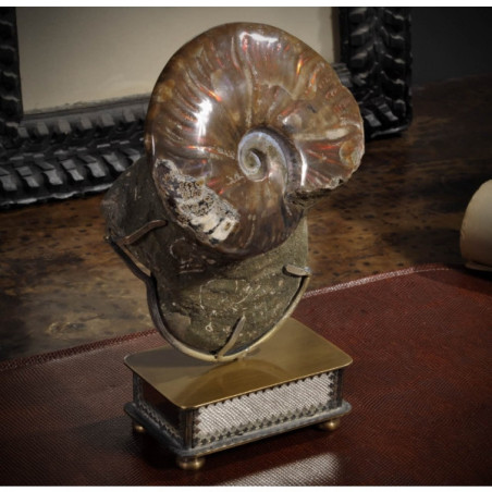 Animaux marins Double ammonite opale rouge Curiosité PUFO230-2