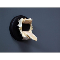 Animaux marins Machoires de raie gm en trophée Curiosité PU372-1