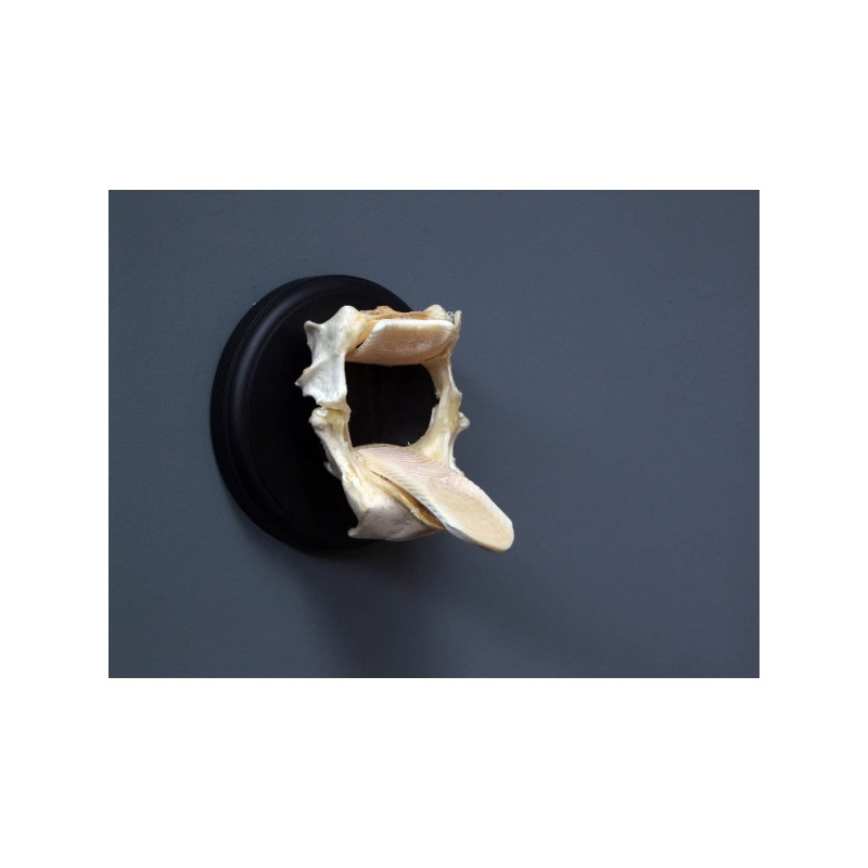Animaux marins Machoires de raie gm en trophée Curiosité PU372-1