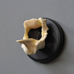 Animaux marins Machoires de raie gm en trophée Curiosité PU372-2