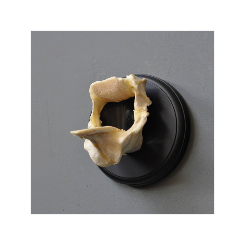 Animaux marins Machoires de raie gm en trophée Curiosité PU372-2