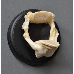 Animaux marins Machoires de raie gm en trophée Curiosité PU372-3