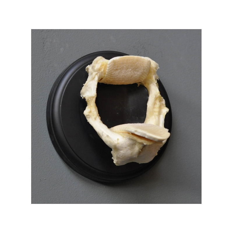 Animaux marins Machoires de raie gm en trophée Curiosité PU372-3