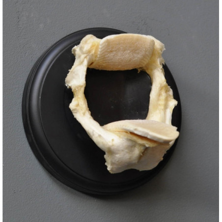 Animaux marins Machoires de raie gm en trophée Curiosité PU372-3