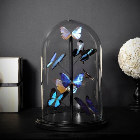 Papillons bleus morpho (8) Objet de Curiosité -IN076