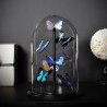 Animaux marins Papillons bleus morpho (8) Curiosité IN076